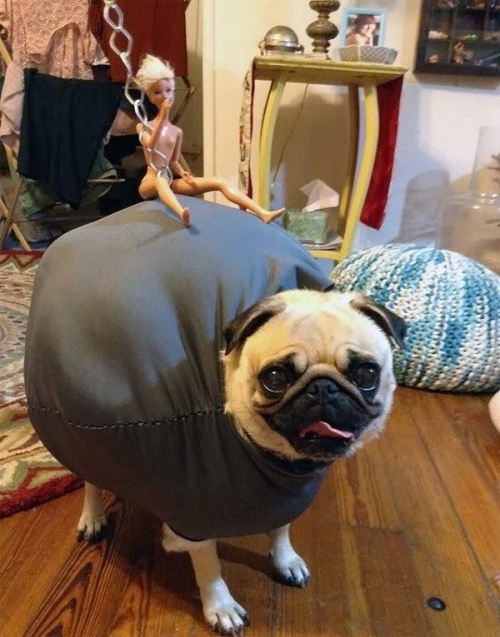 Pug wrecking ball Halloween costume